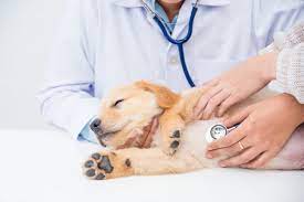 PET-CARE-ANIMAL-HOSPITAL-subaito-1