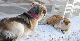 HOW TO TELL IF A DOG IS AGGRESSIVE TOWARDS CATS-subaito-1